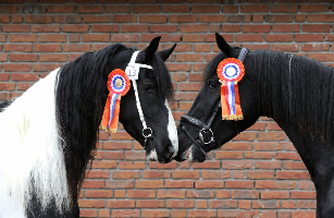 Twee nieuwe Elite Merries geregistreerd