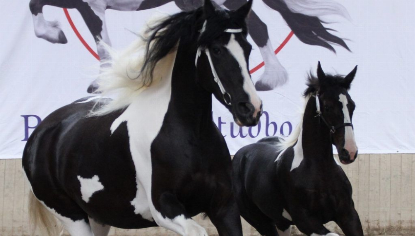 Zaterdag 24 september Centrale Keuring 2016