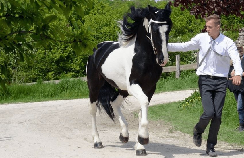 Keuring België 2015