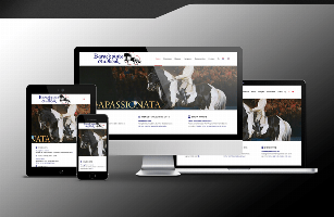 Website Barock Pinto Studbook vernieuwd!
