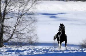 Brief KFPS merkertest